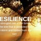Resilience Blog